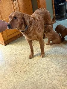 GOLDEN RETRIEVER FEMALE - Photo 6