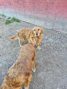 GOLDEN RETRIEVER FEMALE - Photo 7