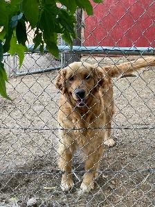 GOLDEN RETRIEVER FEMALE - Photo 8