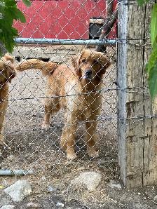 GOLDEN RETRIEVER FEMALE - Photo 9