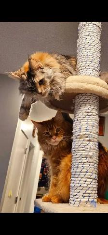 Maine Coon Cats