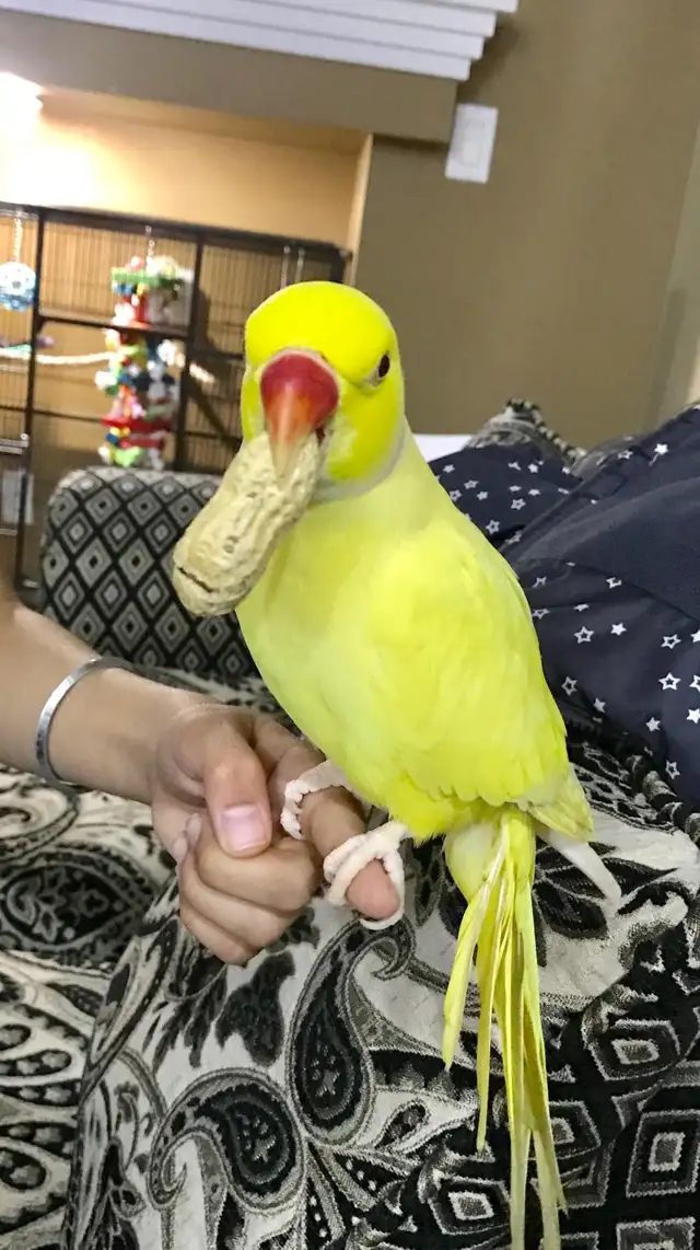 Indian ringneck baby parrot