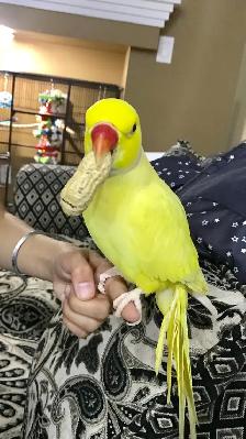 Indian ringneck baby parrot