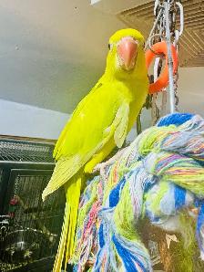 Indian ringneck baby parrot - Photo 3