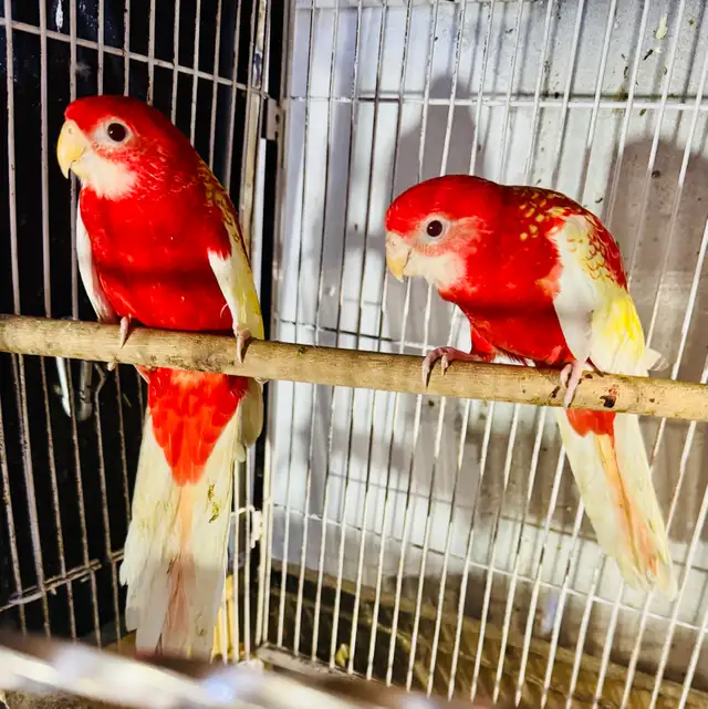 Rubino rosella