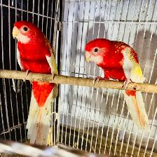 Rubino rosella