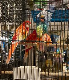 Rubino rosella - Photo 2
