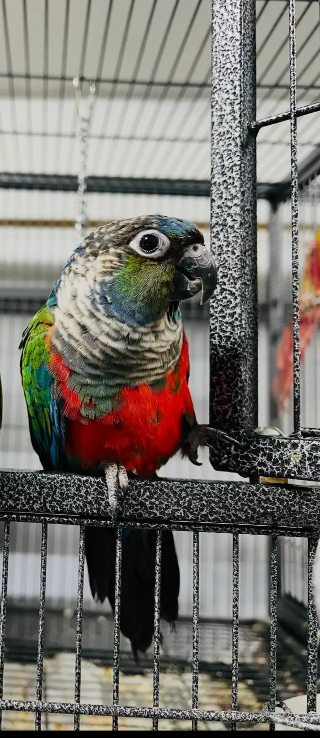 crimson bellied
