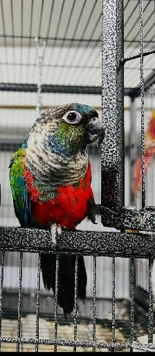 crimson bellied
