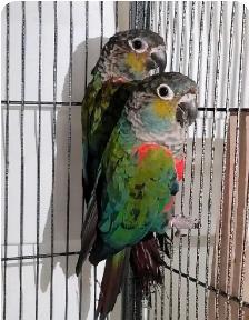 crimson bellied - Photo 2