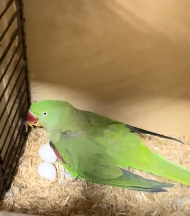 alexandrine parrot