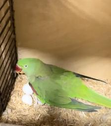 alexandrine parrot