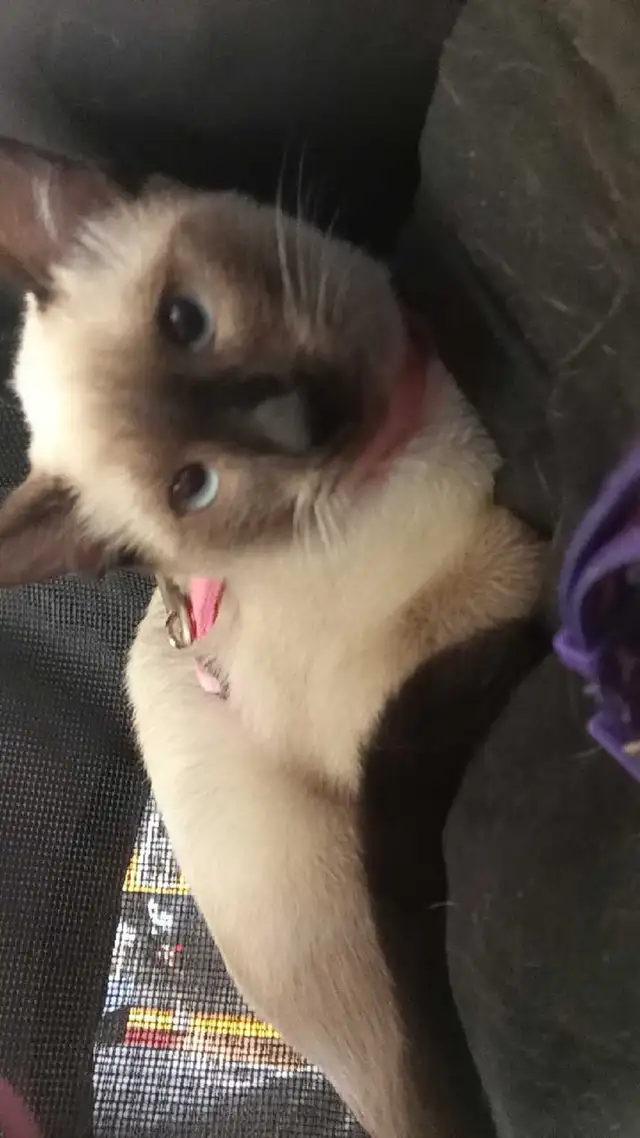 PUREBRED SIAMESE KITTENS