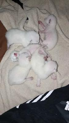 PUREBRED SIAMESE KITTENS - Photo 8