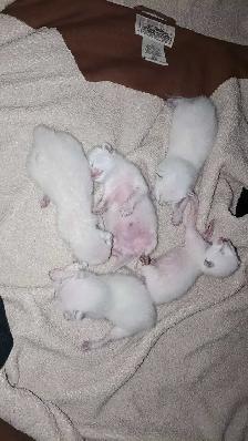 PUREBRED SIAMESE KITTENS - Photo 9