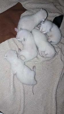 PUREBRED SIAMESE KITTENS - Photo 10