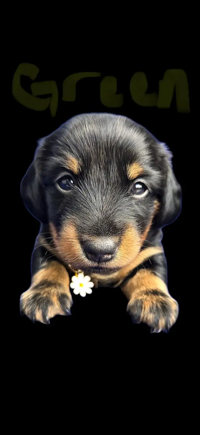 mini dachshund puppies