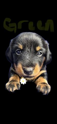 mini dachshund puppies
