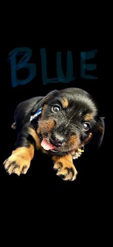 mini dachshund puppies - Photo 2
