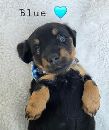 mini dachshund puppies - Photo 3