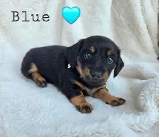 mini dachshund puppies - Photo 4