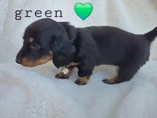 mini dachshund puppies - Photo 5