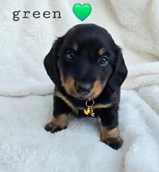 mini dachshund puppies - Photo 6