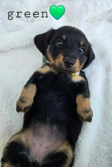 mini dachshund puppies - Photo 7
