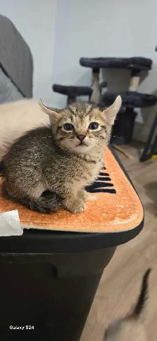 Abyssin X Highland-lynx - Photo 2