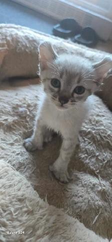 Abyssin X Highland-lynx - Photo 3