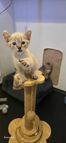 Abyssin X Highland-lynx - Photo 6