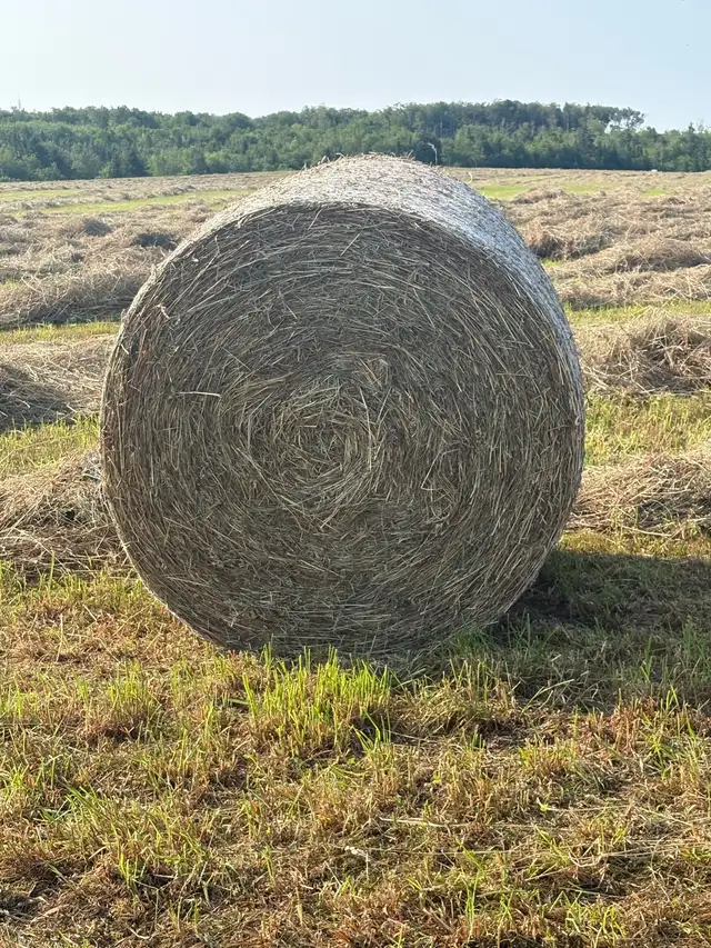 Round Bales Dry Hay