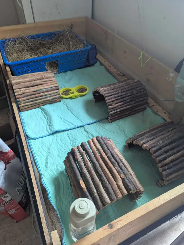 4 guinea pigs