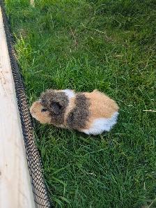 4 guinea pigs - Photo 2