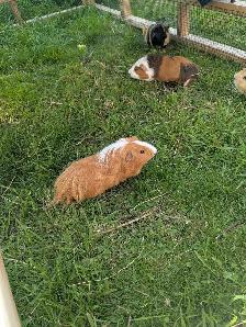 4 guinea pigs - Photo 3