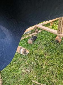4 guinea pigs - Photo 5