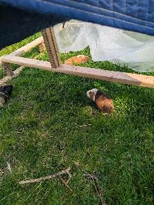 4 guinea pigs - Photo 6