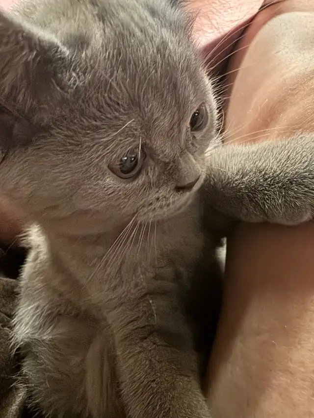lilac Scottish fold Siamese