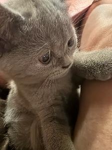 lilac Scottish fold Siamese