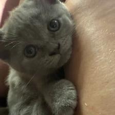 lilac Scottish fold Siamese - Photo 2