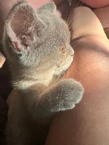 lilac Scottish fold Siamese - Photo 3