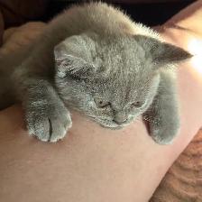 lilac Scottish fold Siamese - Photo 4