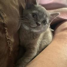 lilac Scottish fold Siamese - Photo 5