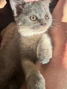 lilac Scottish fold Siamese - Photo 6