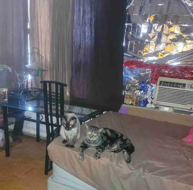 free cats have to stay together
