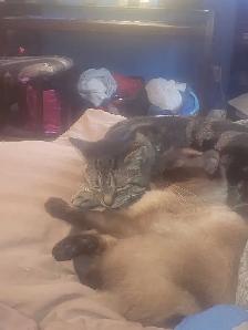free cats have to stay together - Photo 3