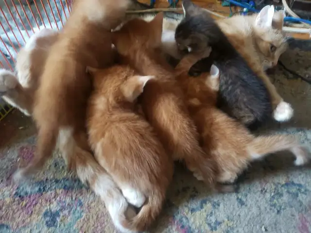 BANGLE/DOMESETIC KITTENS