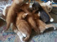 BANGLE/DOMESETIC KITTENS