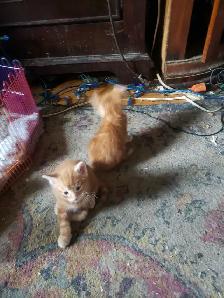 BANGLE/DOMESETIC KITTENS - Photo 2