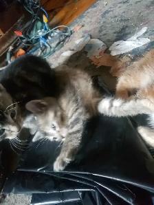 BANGLE/DOMESETIC KITTENS - Photo 3